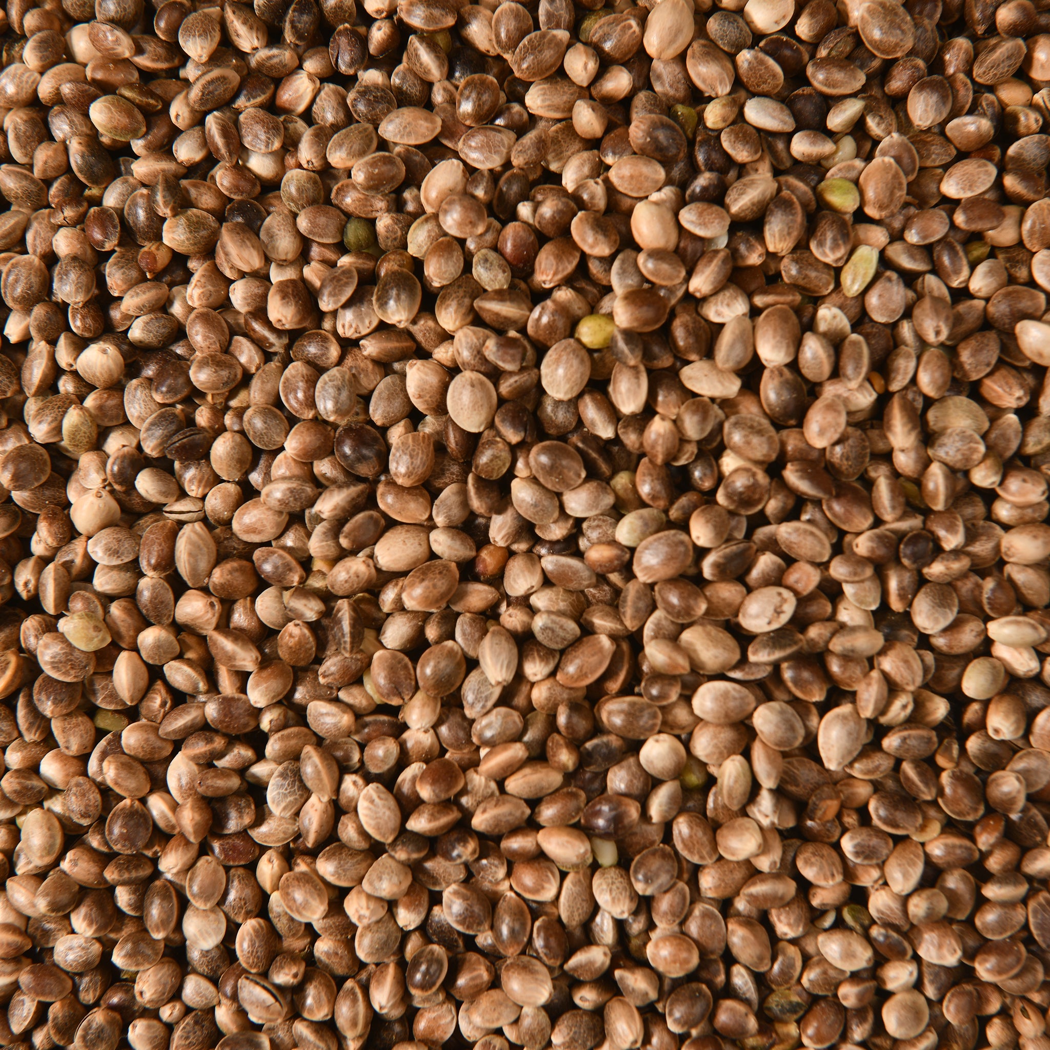 Hanfsamen ganz 650gr